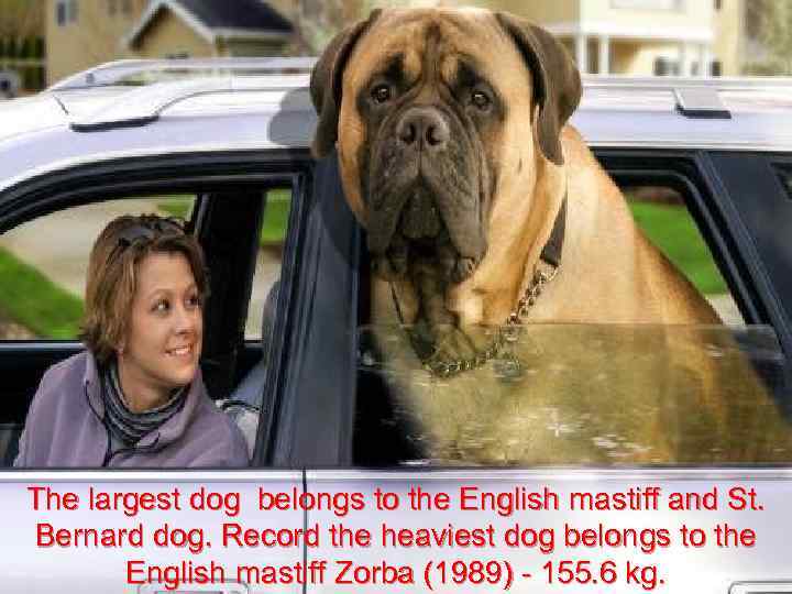 The largest dog belongs to the English mastiff and St. Bernard dog. Record the