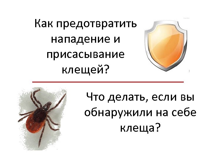 Как предотвратить нападение и присасывание клещей? Что делать, если вы обнаружили на себе клеща?