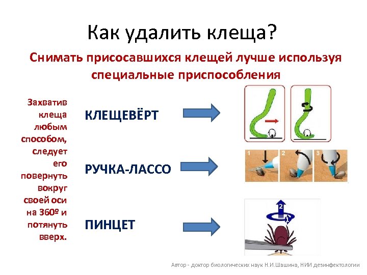 Как удалить клеща? Снимать присосавшихся клещей лучше используя специальные приспособления Захватив клеща любым способом,