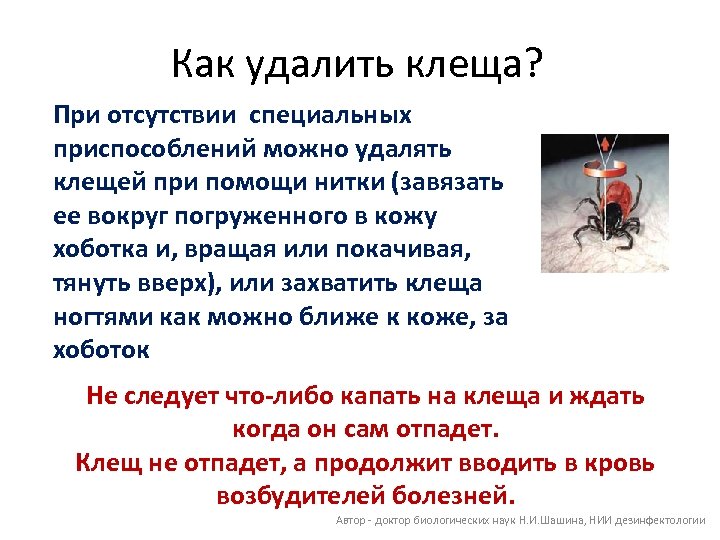 Как удалить клеща? При отсутствии специальных приспособлений можно удалять клещей при помощи нитки (завязать