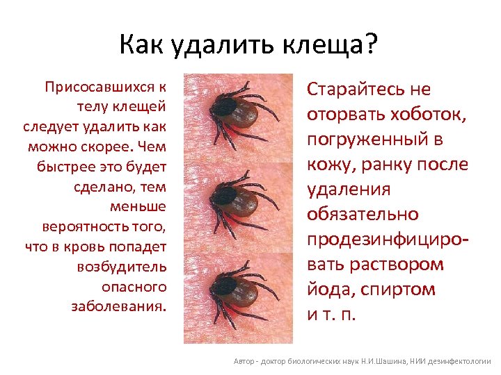 Как удалить клеща? Присосавшихся к телу клещей следует удалить как можно скорее. Чем быстрее