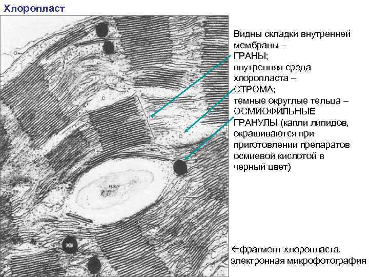 Складки внутренней мембраны