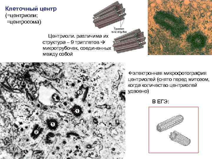 Какова функция органоида электронная микрофотография которого представлена на рисунке