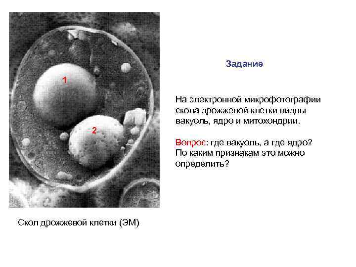 Видимые клетки