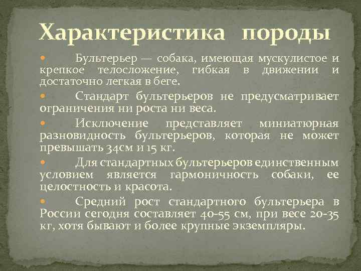 Характеристика породы Бультерьер — собака, имеющая мускулистое и крепкое телосложение, гибкая в движении и