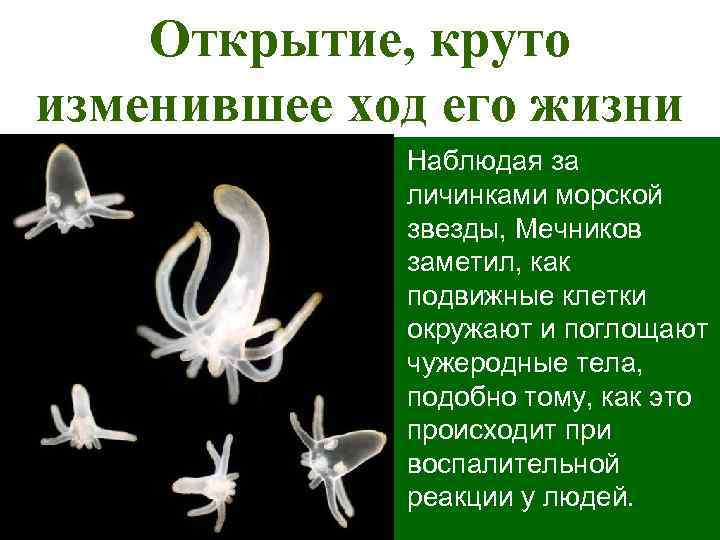 Открытие, круто изменившее ход его жизни Наблюдая за личинками морской звезды, Мечников заметил, как