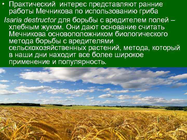  • Практический интерес представляют ранние работы Мечникова по использованию гриба Isaria destructor для