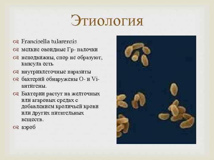 Этиология Francisella tularensis мелкие овоидные Гр- палочки неподвижны, спор не образуют, капсула есть внутриклеточные