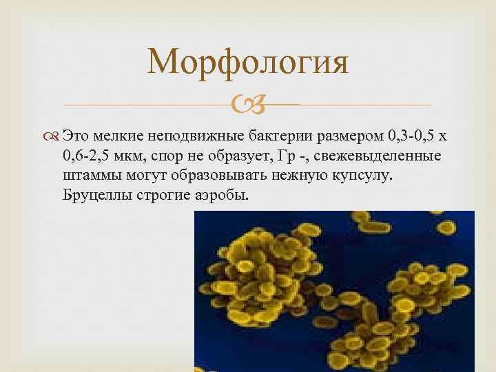 Морфология Это мелкие неподвижные бактерии размером 0, 3 -0, 5 х 0, 6 -2,