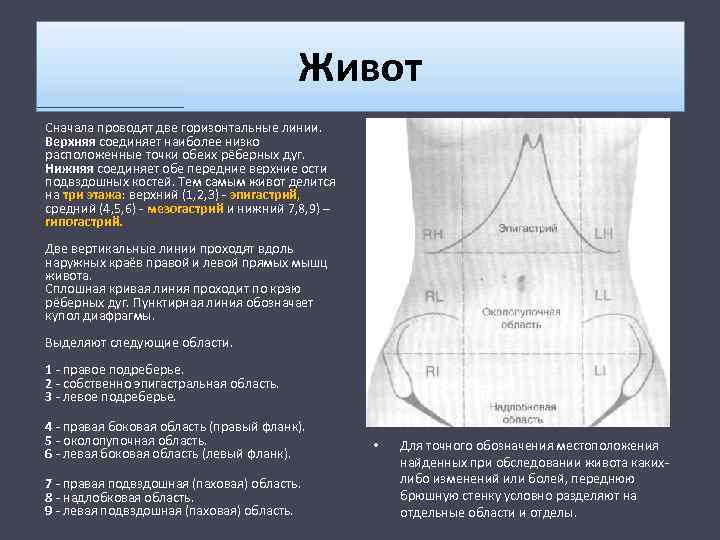 Мезогастрий где находится фото