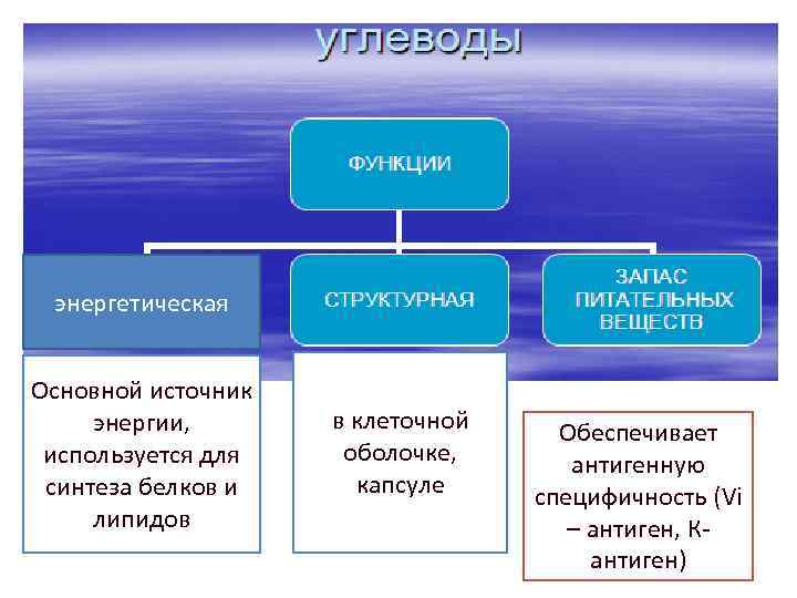 Единая схема взаимосвязи обмена основных веществ белков липидов и углеводов