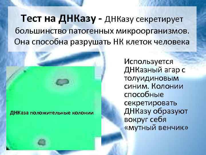 Тест на ДНКазу - ДНКазу секретирует большинство патогенных микроорганизмов. Она способна разрушать НК клеток