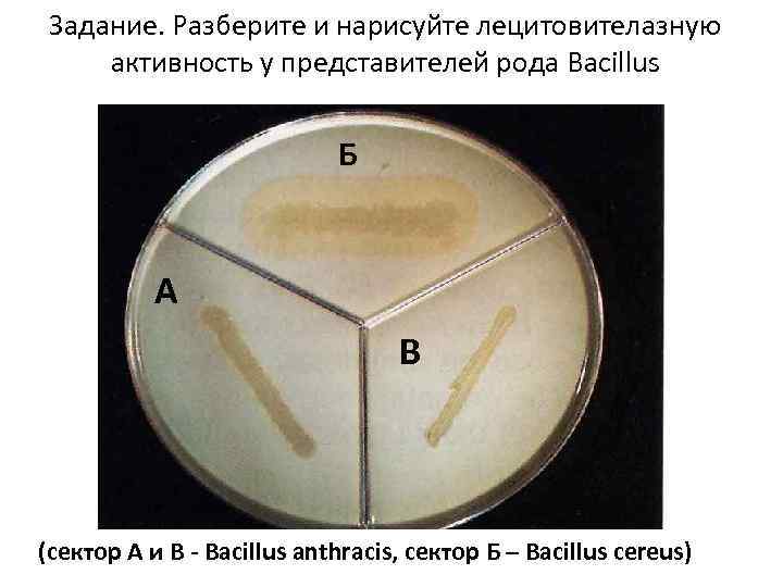Задание. Разберите и нарисуйте лецитовителазную активность у представителей рода Bacillus Б А В (сектор