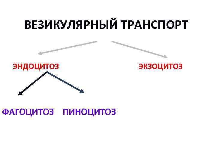 ВЕЗИКУЛЯРНЫЙ ТРАНСПОРТ ЭНДОЦИТОЗ ЭКЗОЦИТОЗ ФАГОЦИТОЗ ПИНОЦИТОЗ 