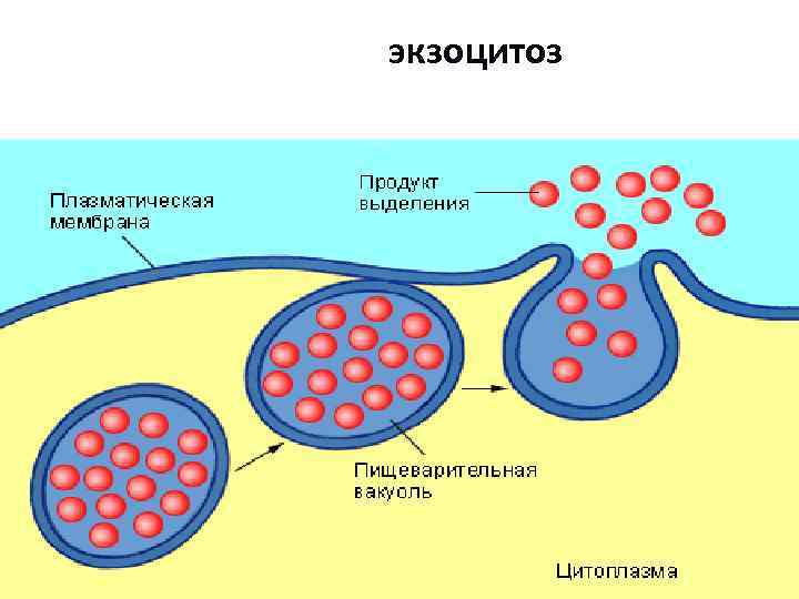 Схема эндоцитоз и экзоцитоз