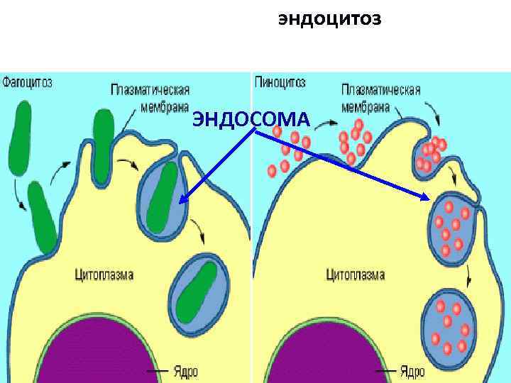 Последовательность образования лизосом. Эндосомы и лизосомы. Плазматическая мембрана эндоцитоз. Эндоцитоз в бактериальной клетке.