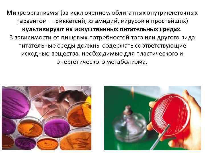 Микроорганизмы (за исключением облигатных внутриклеточных паразитов — риккетсий, хламидий, вирусов и простейших) культивируют на