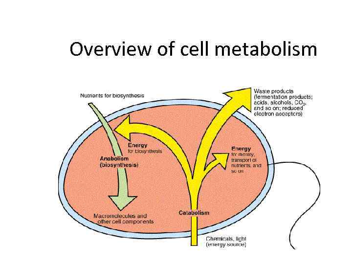 Overview of cell metabolism 