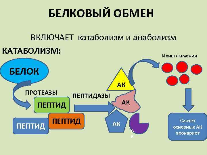 БЕЛКОВЫЙ ОБМЕН ВКЛЮЧАЕТ катаболизм и анаболизм КАТАБОЛИЗМ: Ионы аммония БЕЛОК ПРОТЕАЗЫ АК ПЕПТИД АК