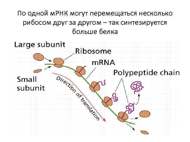 По одной м. РНК могут перемещаться несколько рибосом друг за другом – так синтезируется