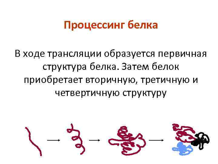 Процессинг белка В ходе трансляции образуется первичная структура белка. Затем белок приобретает вторичную, третичную