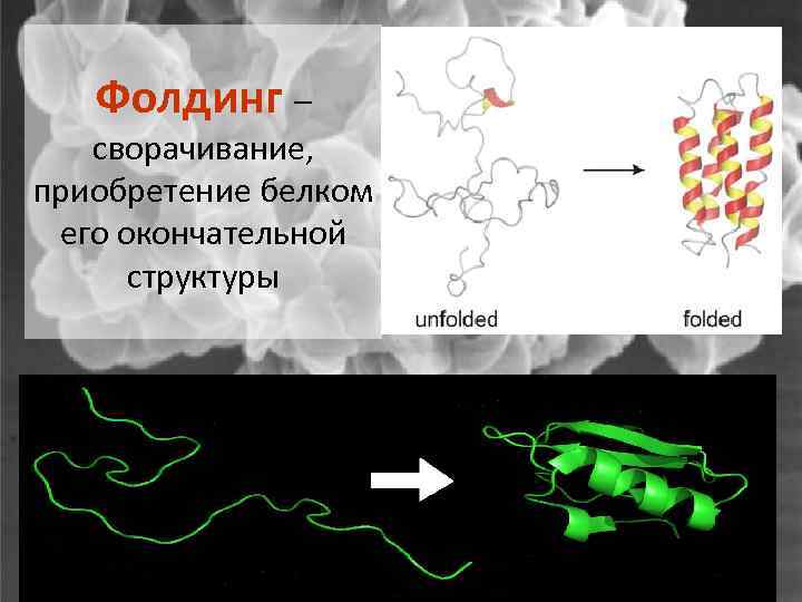 Фолдинг – сворачивание, приобретение белком его окончательной структуры 