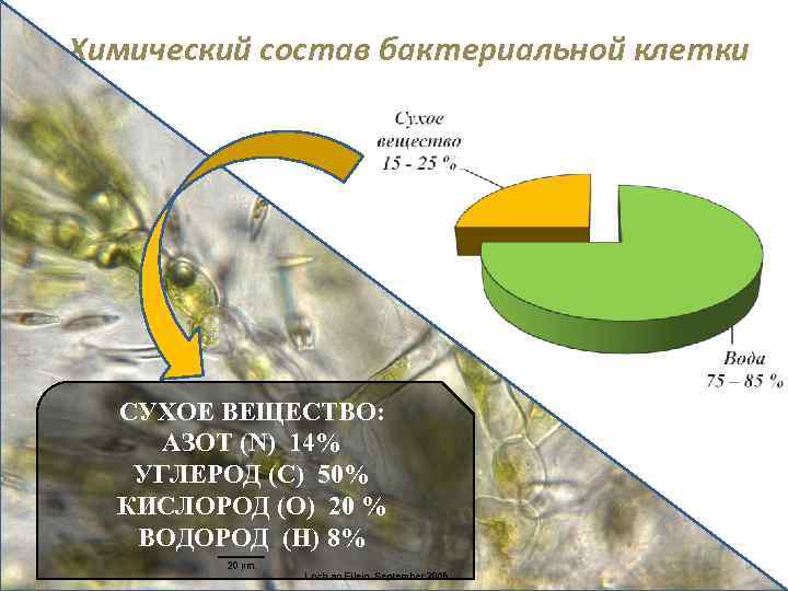 Химический состав бактериальной клетки СУХОЕ ВЕЩЕСТВО: АЗОТ (N) 14% УГЛЕРОД (C) 50% КИСЛОРОД (O)