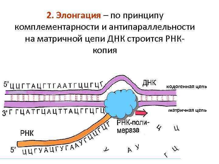 2. Элонгация – по принципу комплементарности и антипараллельности на матричной цепи ДНК строится РНК-