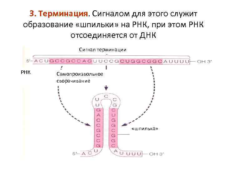 Укажите номер обозначающий на схеме вещество являющееся источником углерода