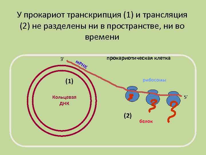 У прокариот транскрипция (1) и трансляция (2) не разделены ни в пространстве, ни во