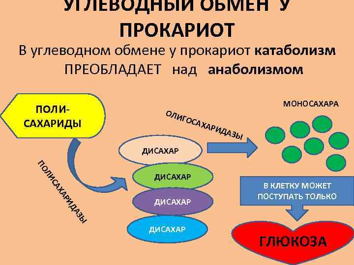 Сложные органические вещества при дыхании. Схема катаболизма и анаболизма микробной клетки. Катаболизм прокариот. Анаболизм у растений. Особенности метаболизма прокариот.