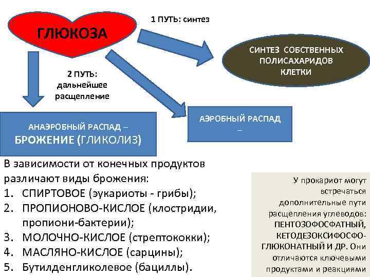 ГЛЮКОЗА 1 ПУТЬ: синтез СИНТЕЗ СОБСТВЕННЫХ ПОЛИСАХАРИДОВ КЛЕТКИ 2 ПУТЬ: дальнейшее расщепление АНАЭРОБНЫЙ РАСПАД