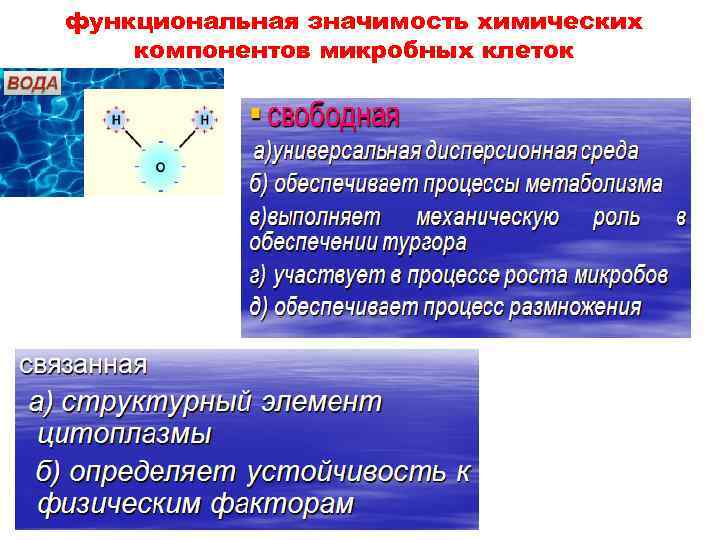 функциональная значимость химических компонентов микробных клеток 