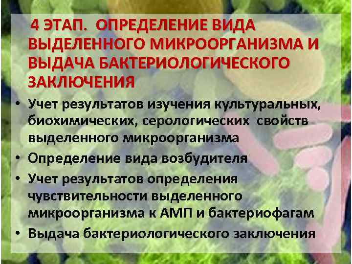  4 ЭТАП. ОПРЕДЕЛЕНИЕ ВИДА ВЫДЕЛЕННОГО МИКРООРГАНИЗМА И ВЫДАЧА БАКТЕРИОЛОГИЧЕСКОГО ЗАКЛЮЧЕНИЯ • Учет результатов