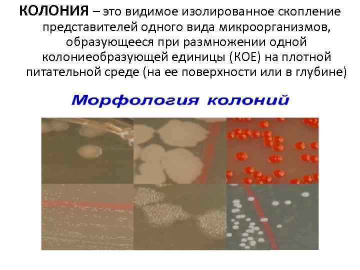 КОЛОНИЯ – это видимое изолированное скопление представителей одного вида микроорганизмов, образующееся при размножении одной