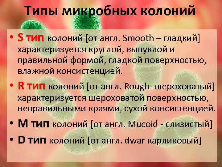 Типы микробных колоний • S тип колоний [от англ. Smooth – гладкий] характеризуется круглой,