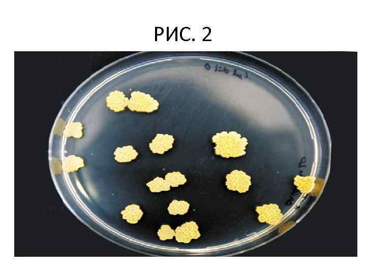 РИС. 2 