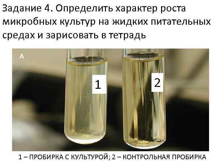 Задание 4. Определить характер роста микробных культур на жидких питательных средах и зарисовать в