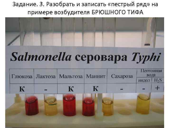 Задание. 3. Разобрать и записать «пестрый ряд» на примере возбудителя БРЮШНОГО ТИФА 