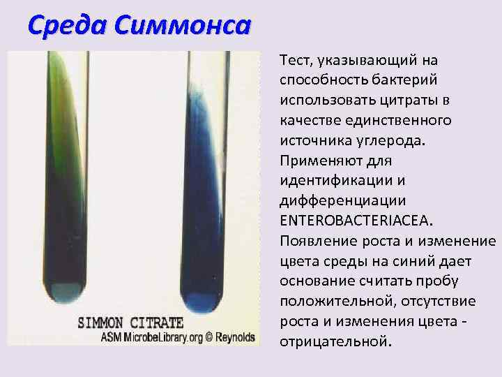 Среда Симмонса Тест, указывающий на способность бактерий использовать цитраты в качестве единственного источника углерода.