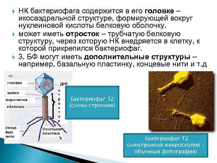 Наследственный аппарат бактериофага. Фибриллы бактериофага функции. Строение бактериофага. Бактериофаг нуклеиновая кислота. Бактериофаг содержит нуклеиновую кислоту в.