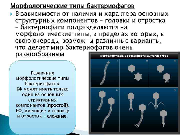 Морфологические типы бактериофагов В зависимости от наличия и характера основных структурных компонентов – головки