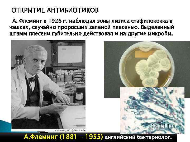 ОТКРЫТИЕ АНТИБИОТИКОВ А. Флеминг в 1928 г. наблюдал зоны лизиса стафилококка в чашках, случайно