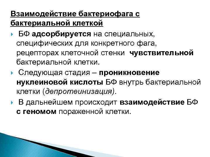 Взаимодействие бактериофага с бактериальной клеткой БФ адсорбируется на специальных, специфических для конкретного фага, рецепторах