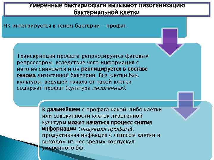 Умеренные бактериофаги вызывают лизогенизацию бактериальной клетки НК интегрируется в геном бактерии - профаг. Транскрипция