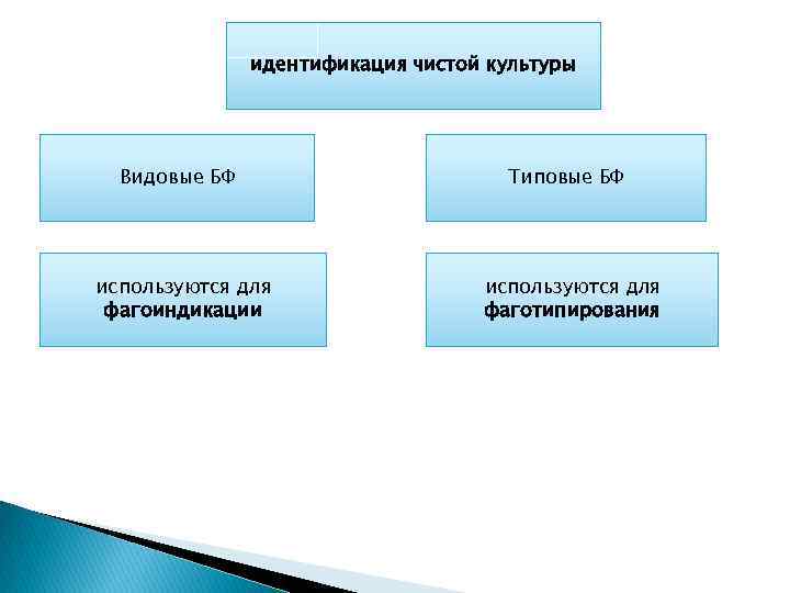 идентификация чистой культуры Видовые БФ используются для фагоиндикации Типовые БФ используются для фаготипирования 