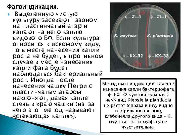 Фагоиндикация. Выделенную чистую культуру засевают газоном на пластинчатый агар и капают на него каплю