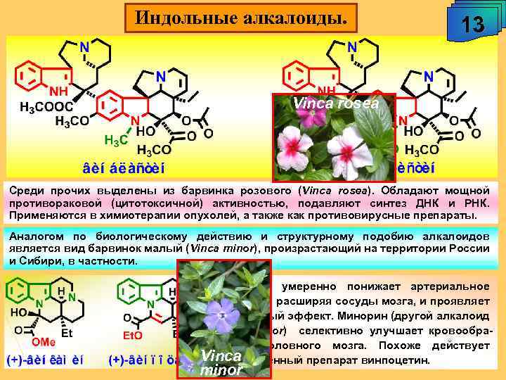 Индольные алкалоиды. 13 Vinca rosea Среди прочих выделены из барвинка розового (Vinca rosea). Обладают