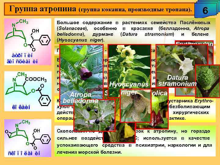 Группа атропина (группа кокаина, производные тропана). 6 Большое содержание в растениях семейства Паслёновых (Solanaceae),