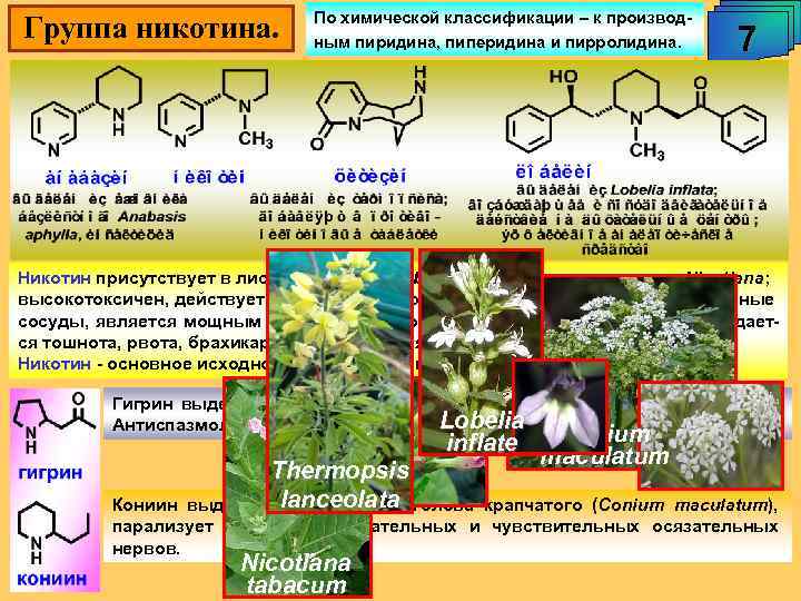 Группа никотина. По химической классификации – к производным пиридина, пиперидина и пирролидина. 7 Никотин